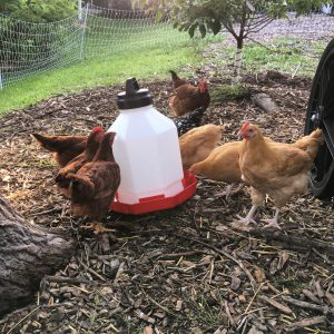 chickens kansas city