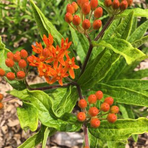 butterfly weed kansas city native pollinator