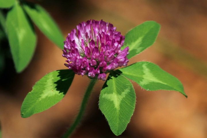red clover ground cover
