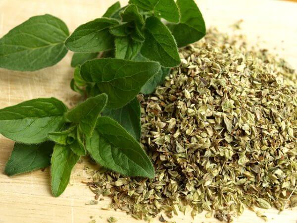 oregano medicinal herb