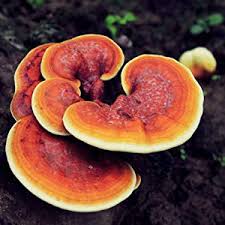 reishi mushrooms to fight cancer