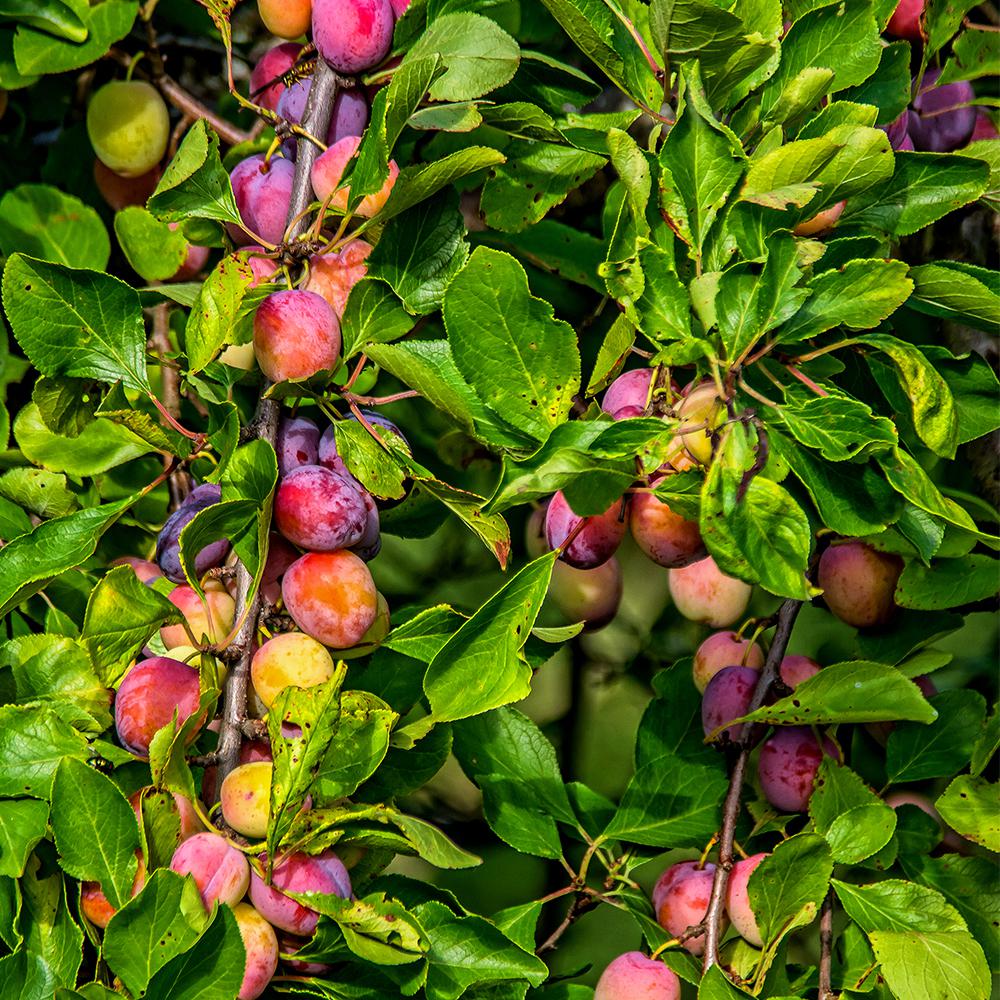 plum tree cancer fighting