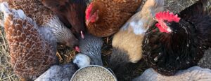 February Gardening To-Do List