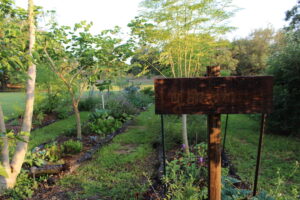 How to start a food forest