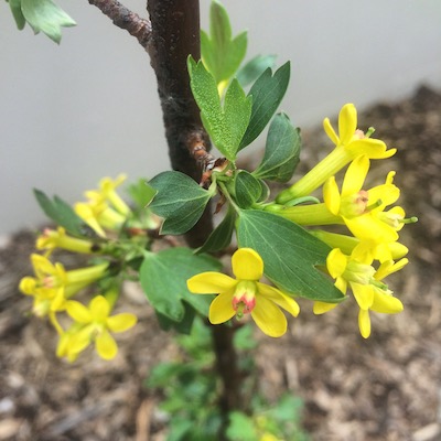 April gardening list currant flowers