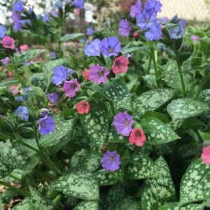 April gardening list lungwort