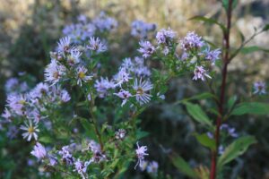 asters in the fall